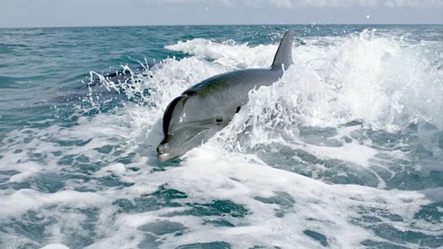 海豚在船的尾波中冲浪的实时和慢动作镜头视频素材