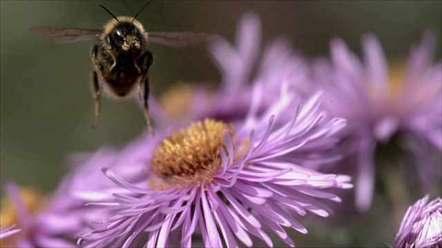 一只大黄蜂从一朵紫色的花上起飞并飞翔的慢动作镜头视频下载