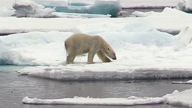 挪威斯瓦尔巴特群岛，北极熊爬出水面，爬上海冰视频素材