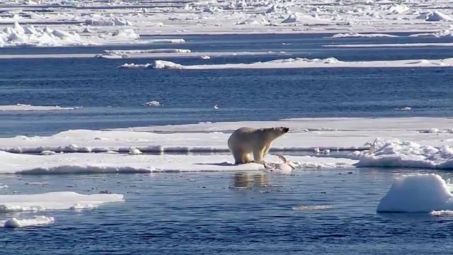 挪威斯瓦尔巴特群岛，北极熊在研究白鲸尸体视频下载