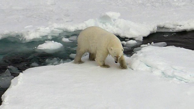 北极熊向前走，挪威斯瓦尔巴特群岛视频素材