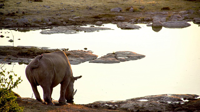 LS犀牛喝水视频素材