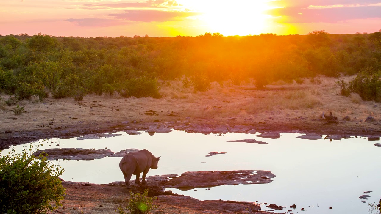 非洲犀牛喝水视频下载