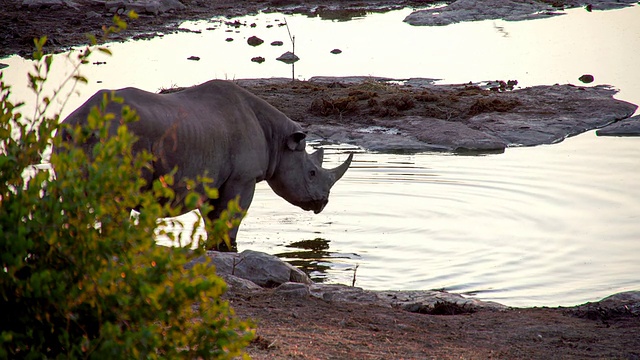 LS犀牛从水坑里喝水视频素材