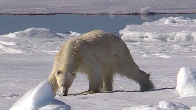 挪威斯瓦尔巴特群岛，北极熊从右向左走视频素材