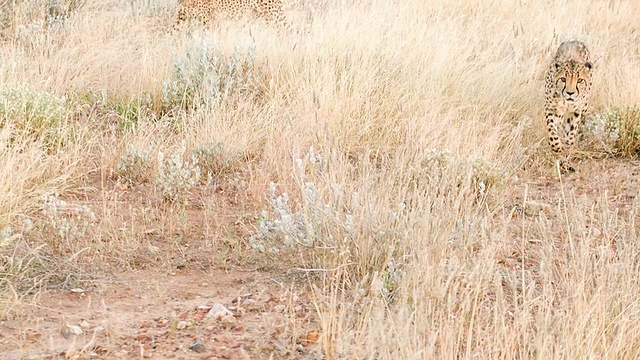 SLO MO LS大草原的两头豹视频素材
