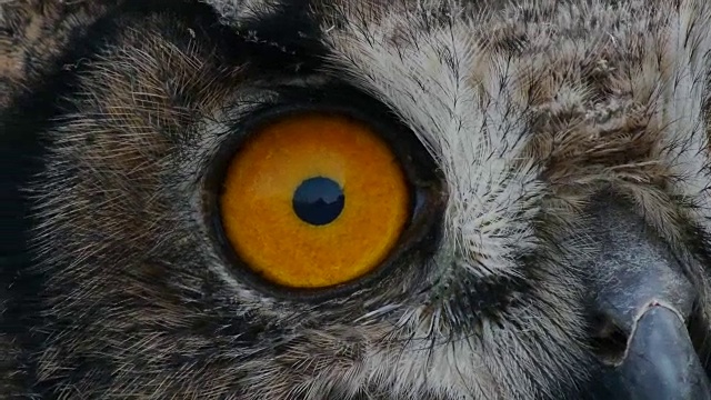近距离拍摄的黄眼鹰猫头鹰视频下载