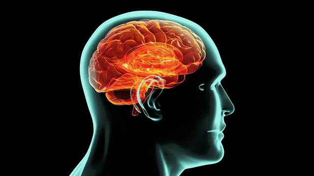 x射线360度大脑内部。医学视频背景。视频下载