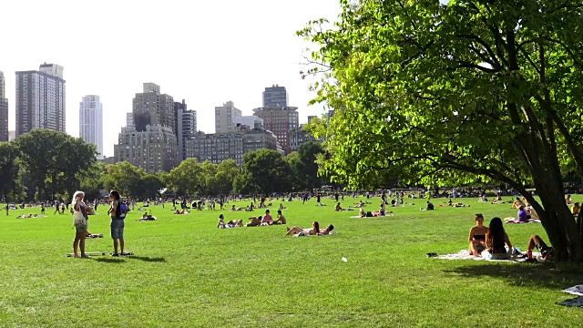 绵羊草地，夏季，中央公园，纽约市视频素材