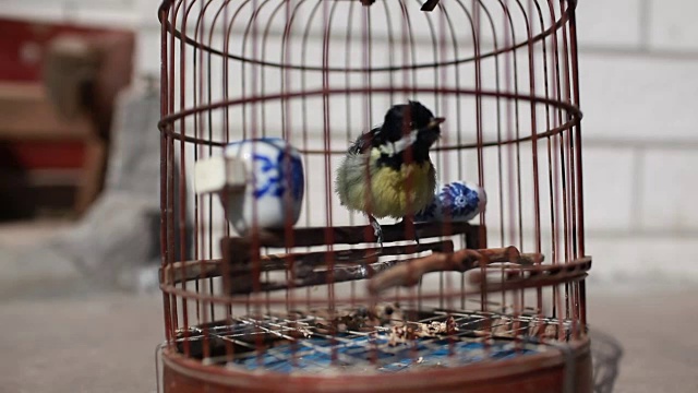 笼子里的鸟视频下载