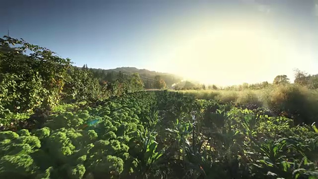 对有机农场蔬菜的看法视频素材