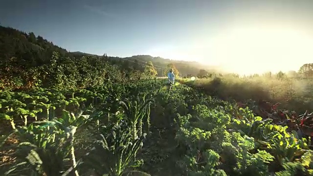 在有机农场里收割蔬菜的妇女视频素材