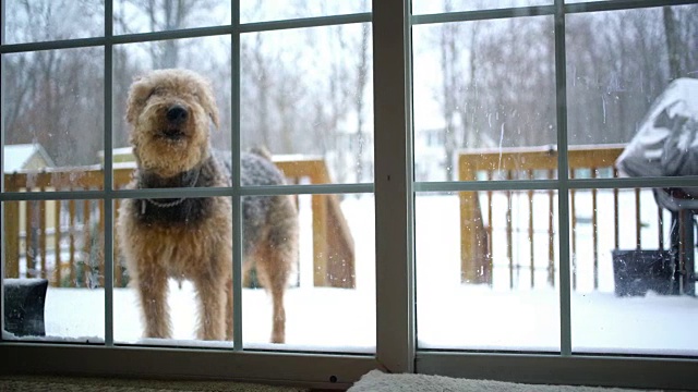 爱尔代尔梗犬想从后院回到家里视频素材