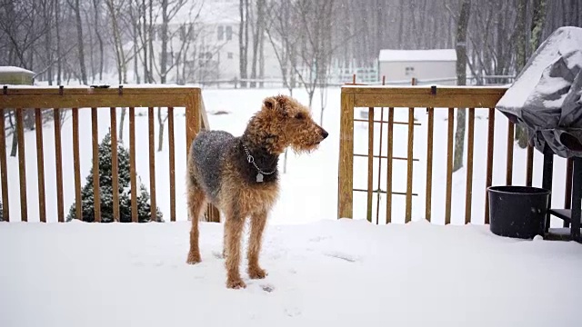 冬天，在乡间别墅的甲板上的一种小猎犬视频素材