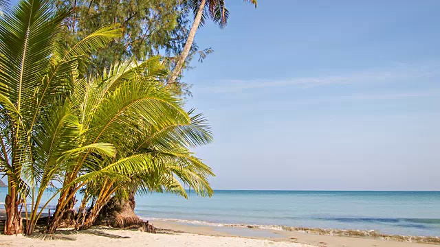 沙滩上的棕榈树视频素材