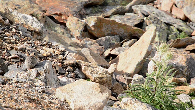 一只在阿尔卑斯苔原上游荡的鼠兔视频下载