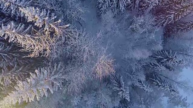 雪地森林的冬季鸟瞰图视频下载