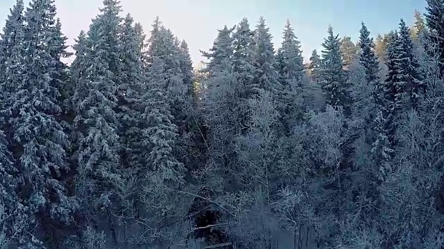 雪地森林的冬季鸟瞰图视频素材