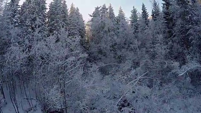 雪地森林的冬季鸟瞰图视频素材