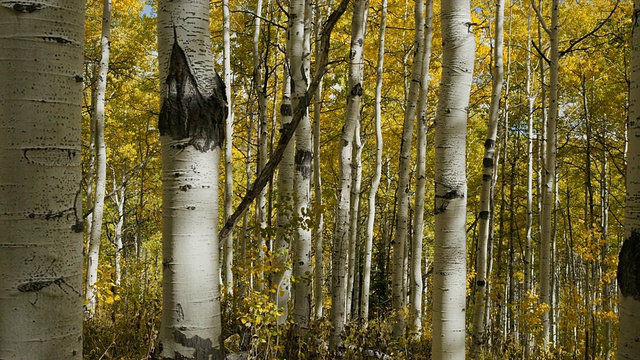 慢镜头平移中等拍摄秋天的树叶在树林/美国约克，犹他州，美国视频下载