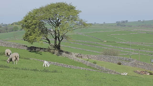 景观&羔羊靠近沃德洛，德比郡，英格兰，英国，欧洲视频素材