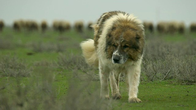 阿塞拜疆牧羊犬视频下载