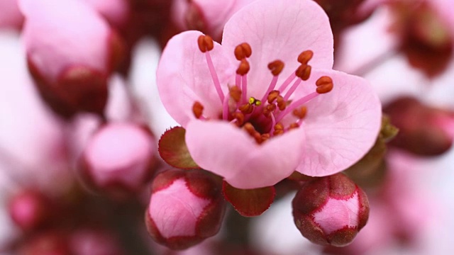 粉红色的樱花盛开4K视频素材