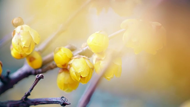 黄桂花盛开的季节视频下载