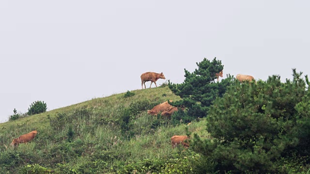 牛群在草地上吃草视频素材