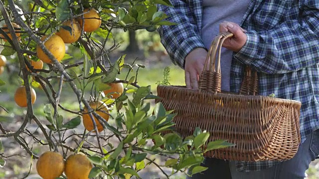 PAN down CU Woman in orange grove，闻橘子把它放在篮子里。视频下载