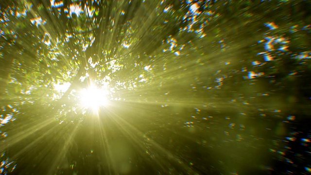 透过树木看到的阳光(可循环)视频素材