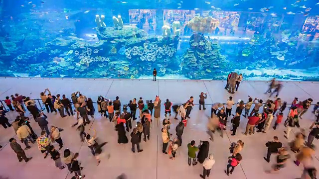 迪拜购物中心的水族馆和一大群人视频素材