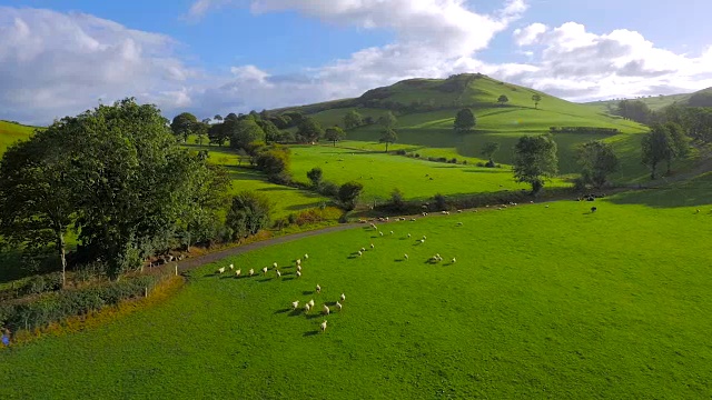 无人机拍摄的羊群在田野里奔跑的画面视频素材