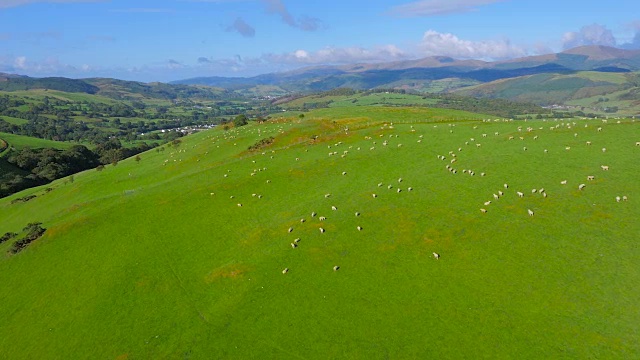 无人机拍摄的威尔士山谷羊吃草的画面视频下载