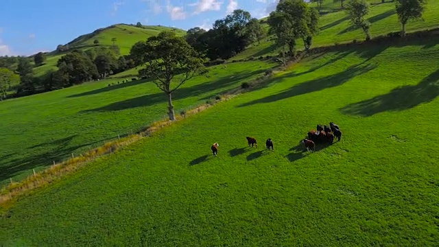 无人机拍摄的牛用镜头照明弹走路的画面视频下载