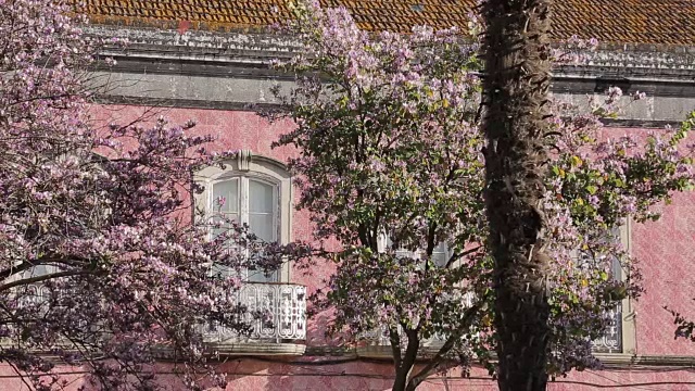 欧洲，葡萄牙，阿尔加维，旧城，西尔弗斯的春花视频下载