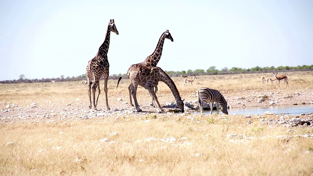 LS动物在非洲大草原饮水视频素材