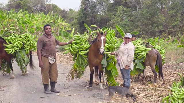 在拉丁美洲的尼加拉瓜香蕉丰收。农民用农场的马作为驮畜。他们携带了许多这种热带水果。视频下载