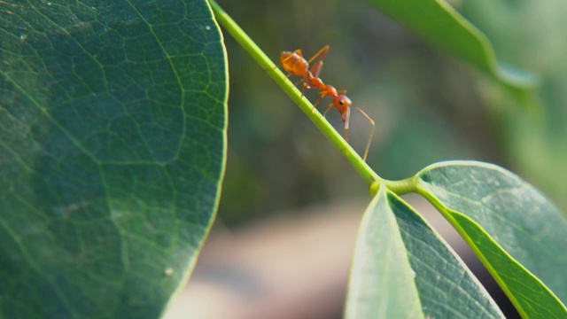 红蚂蚁视频素材