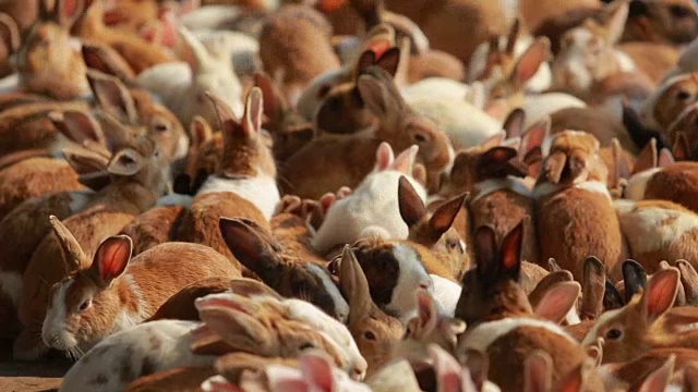在动物饲养场喂兔子时，兔子站着吃东西。视频下载
