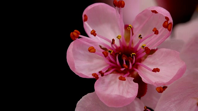 粉红色的樱花盛开4K视频素材