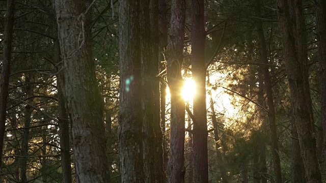 4k:阳光穿过松树林视频素材