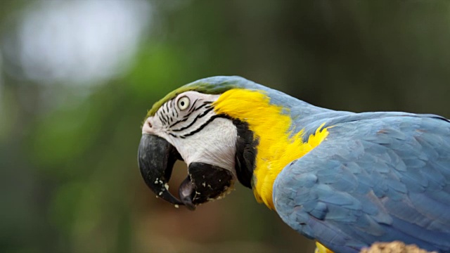 近一点，蓝色和黄色的鸟，鹦鹉视频下载