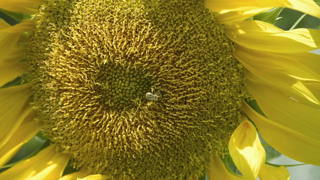 美国印第安纳州瓦尔帕莱索，蜜蜂(Apis mellifera)在一株大的黄色向日葵上采集花粉视频素材