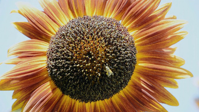 美国印第安纳州瓦尔帕莱索的一组蜜蜂(Apis mellifera)在多色向日葵上采集花粉视频素材