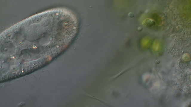 草履虫CU Shot是一种丰富的纤毛虫原生动物，经常在腐烂的植被中发现，在那里它以细菌为食视频下载