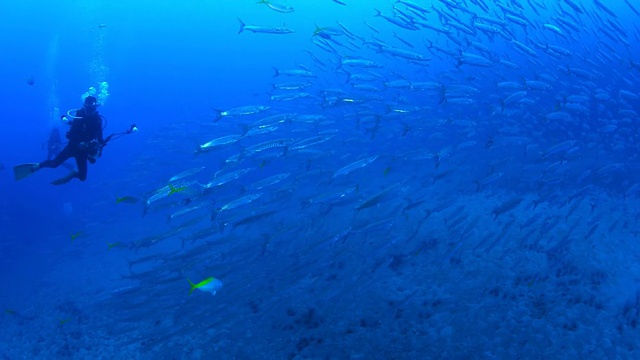 梭鱼群围绕人工礁视频素材