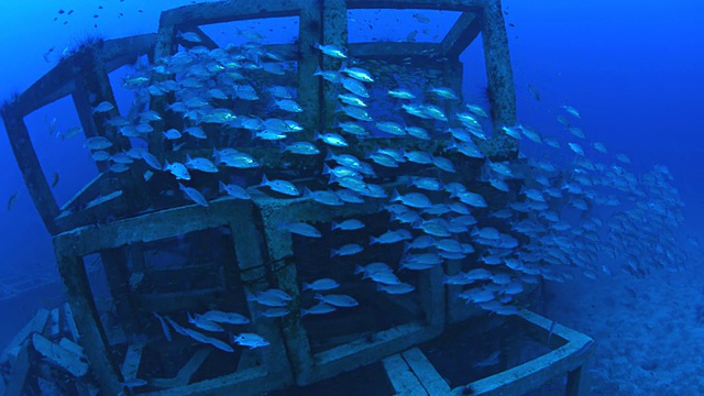人工礁和鲷鱼群视频素材