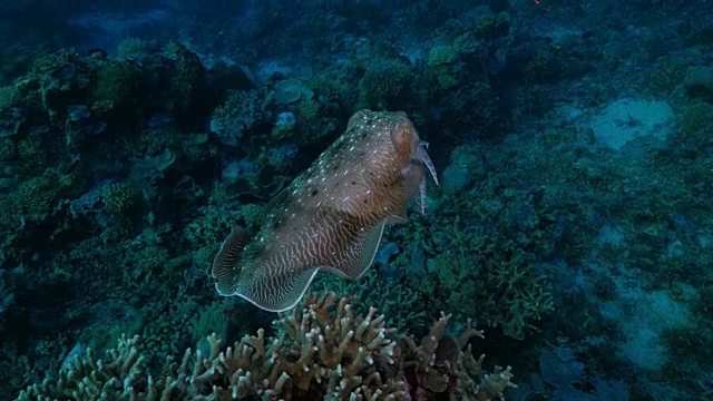 巨大的墨鱼在珊瑚礁中游泳视频素材