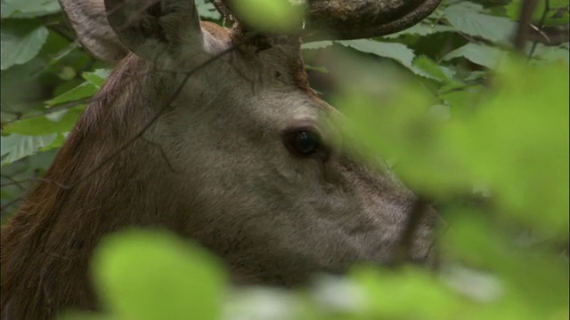 波兰比亚沃维耶扎，马鹿在树叶上觅食视频素材